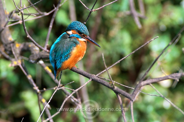 Kingfisher (Alcedo atthis) - Martin-pecheur d'Europe - 21301