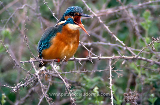 Kingfisher (Alcedo atthis) - Martin-pecheur d'Europe - 21302