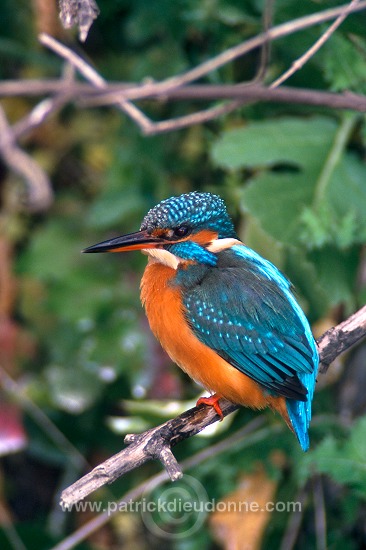 Kingfisher (Alcedo atthis) - Martin-pecheur d'Europe - 21303