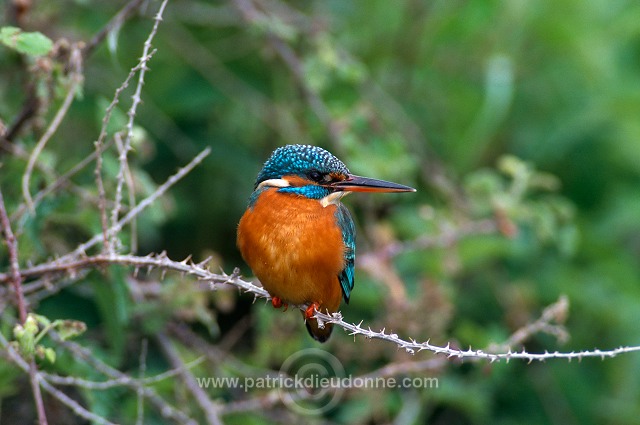 Kingfisher (Alcedo atthis) - Martin-pecheur d'Europe - 21304