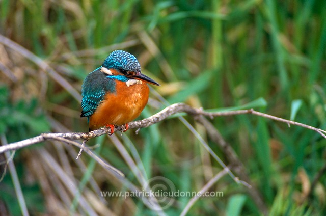 Kingfisher (Alcedo atthis) - Martin-pecheur d'Europe - 21305