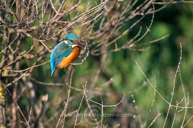 Kingfisher (Alcedo atthis) - Martin-pecheur d'Europe - 21306