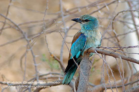 Roller (European) (Coracias garrulus) - Rollier d'Europe  10795