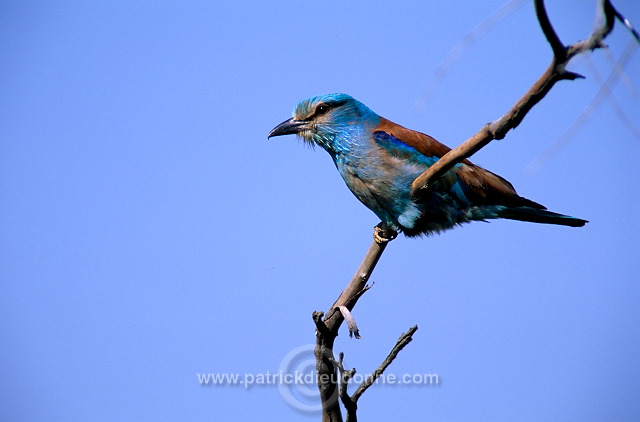 Roller (European) (Coracias garrulus) - Rollier d'Europe - 21308