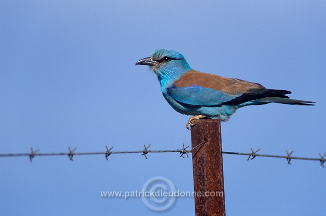 Roller (European) (Coracias garrulus) - Rollier d'Europe - 21309