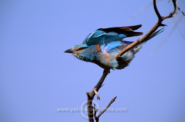 Roller (European) (Coracias garrulus) - Rollier d'Europe - 21307