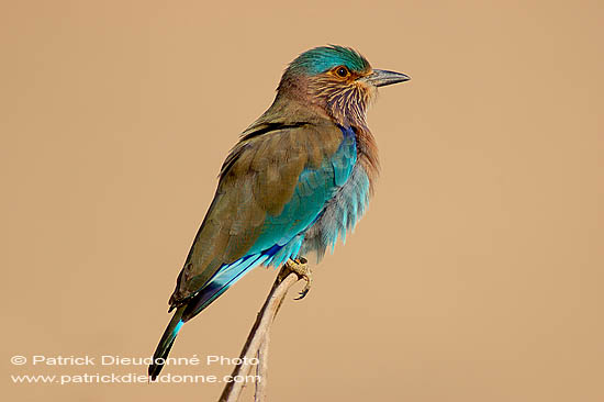 Indian Roller (Coracias benghalensis) - Rollier indien 10785