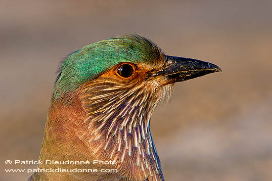 Indian Roller (Coracias benghalensis) - Rollier indien 10786