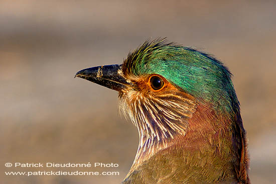 Indian Roller (Coracias benghalensis) - Rollier indien 10787