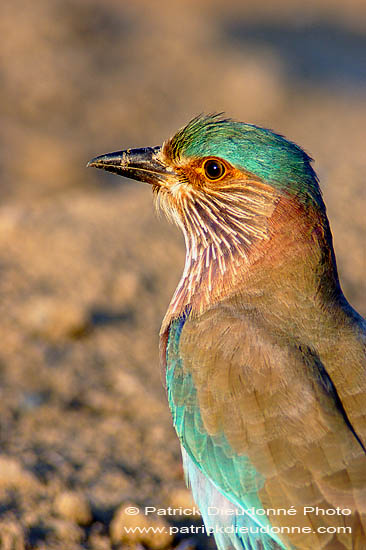 Indian Roller (Coracias benghalensis) - Rollier indien 10788