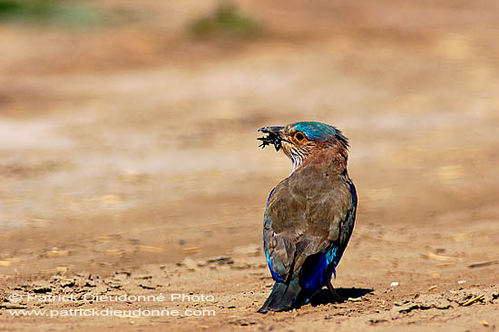 Indian Roller (Coracias benghalensis) - Rollier indien 10789