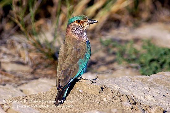 Indian Roller (Coracias benghalensis) - Rollier indien 10791