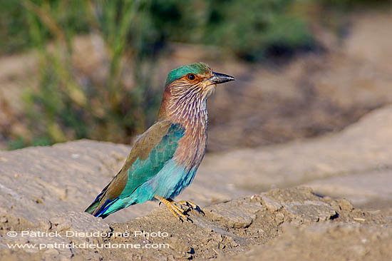 Indian Roller (Coracias benghalensis) - Rollier indien 10792