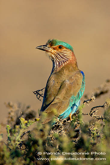 Indian Roller (Coracias benghalensis) - Rollier indien 10793