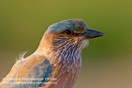 Indian Roller (Coracias benghalensis) - Rollier indien 10794