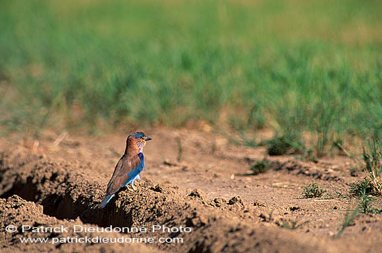 Indian Roller (Coracias benghalensis) - Rollier indien 11110