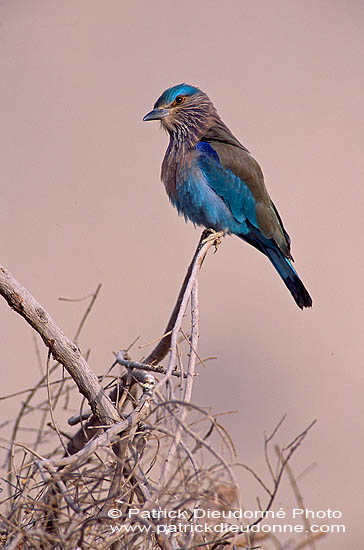 Indian Roller (Coracias benghalensis) - Rollier indien 11111