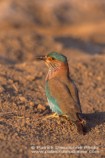 Indian Roller (Coracias benghalensis) - Rollier indien 11113