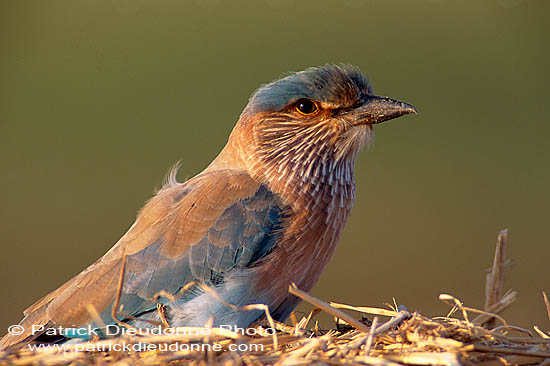 Indian Roller (Coracias benghalensis) - Rollier indien 11117