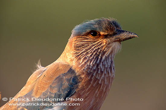 Indian Roller (Coracias benghalensis) - Rollier indien 11121