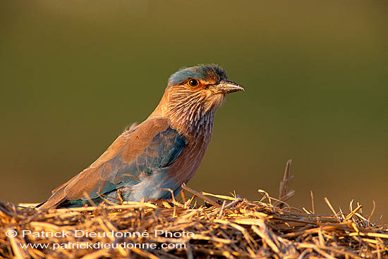 Indian Roller (Coracias benghalensis) - Rollier indien 11122