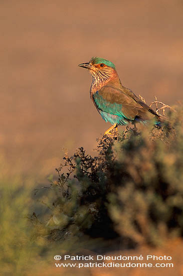 Indian Roller (Coracias benghalensis) - Rollier indien 11125