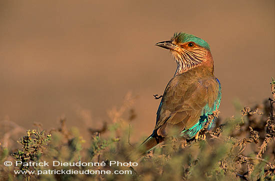 Indian Roller (Coracias benghalensis) - Rollier indien 11129