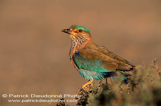 Indian Roller (Coracias benghalensis) - Rollier indien 11131