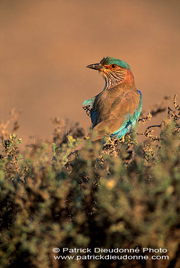 Indian Roller (Coracias benghalensis) - Rollier indien 11134