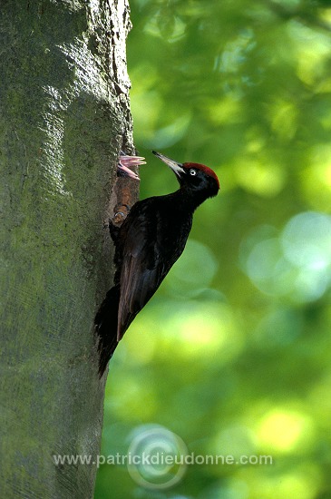 Black Woodpecker (Dryocopus martius) - Pic noir - 21310