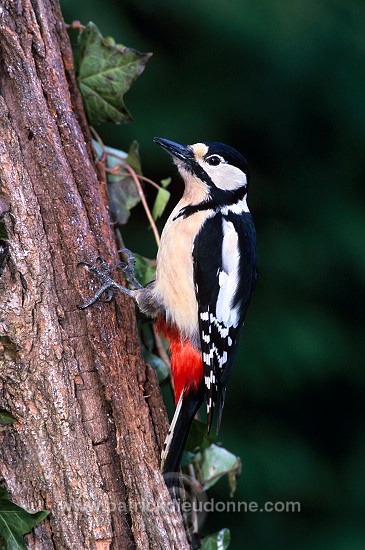 Great Spotted Woodpecker (Dendrocopos major) - Pic epeiche - 21312