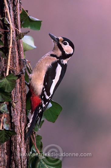 Great Spotted Woodpecker (Dendrocopos major) - Pic epeiche - 21313