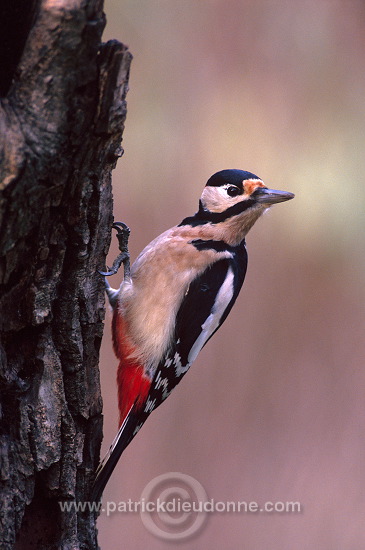 Great Spotted Woodpecker (Dendrocopos major) - Pic epeiche - 21314