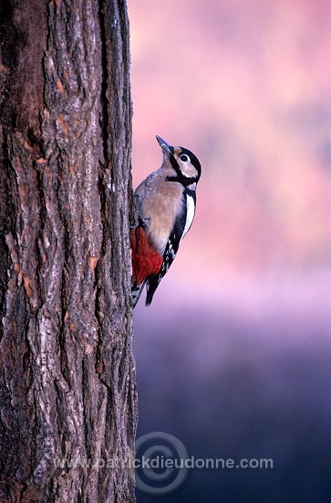 Great Spotted Woodpecker (Dendrocopos major) - Pic epeiche - 21315