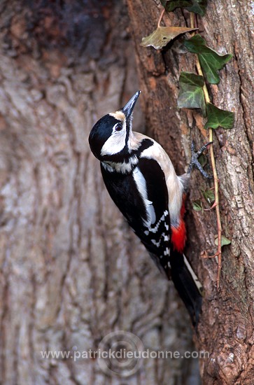 Great Spotted Woodpecker (Dendrocopos major) - Pic epeiche - 21316