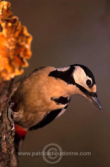 Great Spotted Woodpecker (Dendrocopos major) - Pic epeiche - 21317