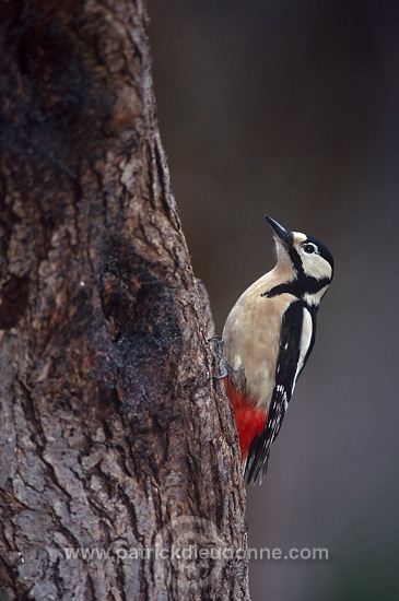 Great Spotted Woodpecker (Dendrocopos major) - Pic epeiche - 21318