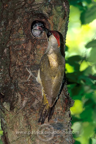 Green Woodpecker (Picus viridis) - Pic vert - 21320