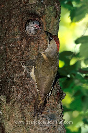 Green Woodpecker (Picus viridis) - Pic vert - 21321