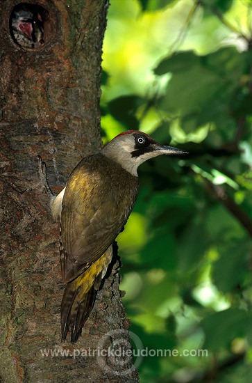 Green Woodpecker (Picus viridis) - Pic vert - 21322