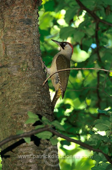 Green Woodpecker (Picus viridis) - Pic vert - 21323