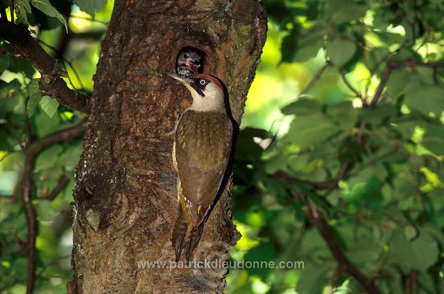 Green Woodpecker (Picus viridis) - Pic vert - 21325