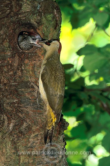 Green Woodpecker (Picus viridis) - Pic vert - 21327