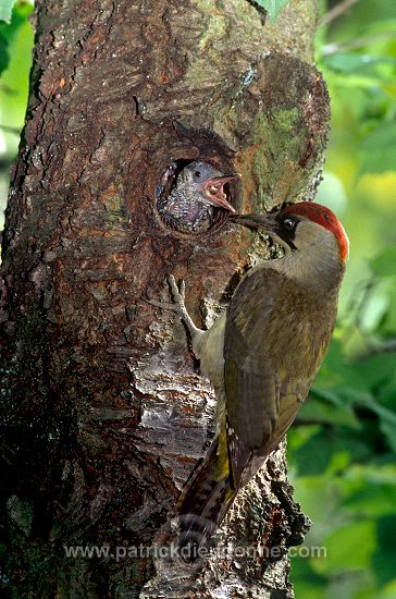 Green Woodpecker (Picus viridis) - Pic vert - 21328