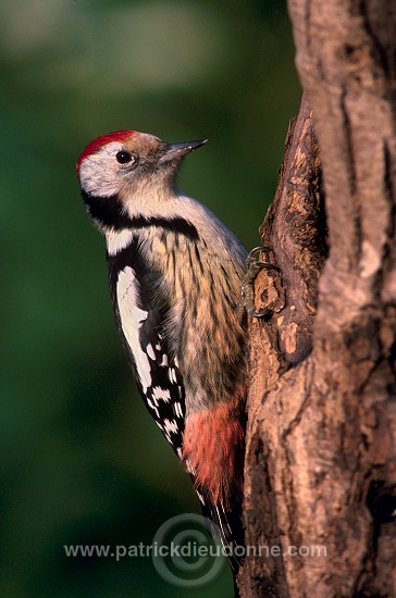 Middle Spotted Woodpecker (Dendrocopos medius) - Pic mar - 21329