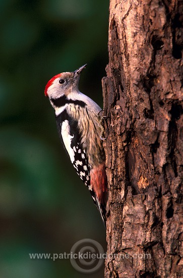 Middle Spotted Woodpecker (Dendrocopos medius) - Pic mar - 21330