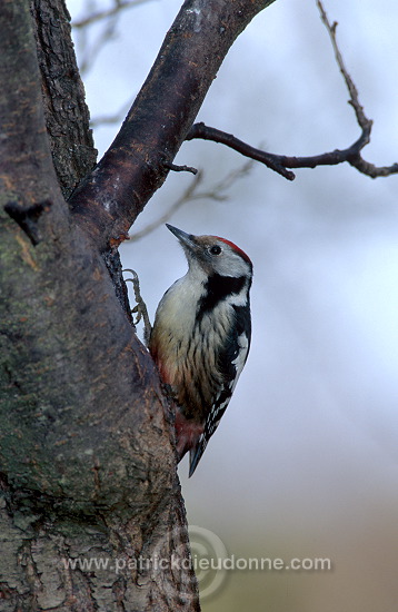 Middle Spotted Woodpecker (Dendrocopos medius) - Pic mar - 21331