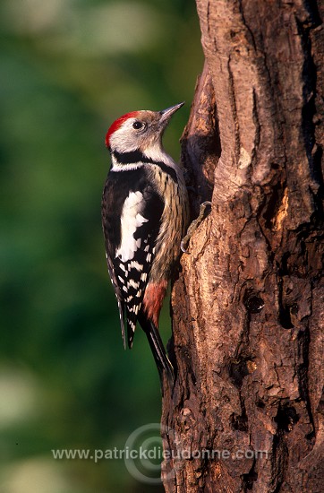 Middle Spotted Woodpecker (Dendrocopos medius) - Pic mar - 21332
