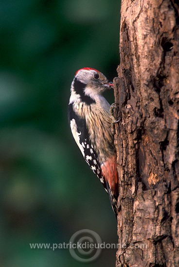 Middle Spotted Woodpecker (Dendrocopos medius) - Pic mar - 21333