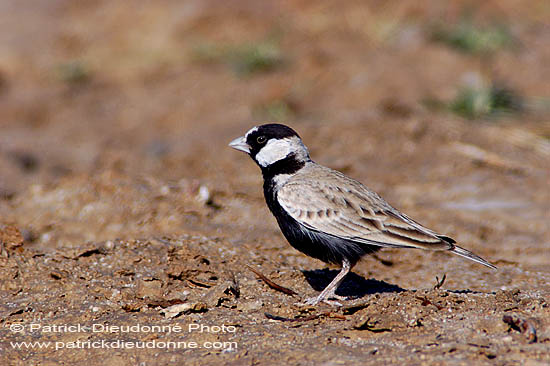 Black-crowned Finchlark ( Eremopterix nigriceps) Moinelette à front blanc 10664